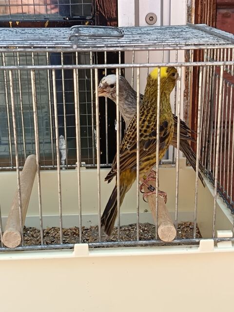 Couple Canaris lizar 70 11100 Narbonne