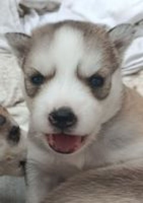   A réserver Husky sibérien pure race  