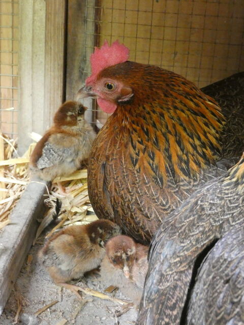 Poule Pictave 
35 81200 Mazamet