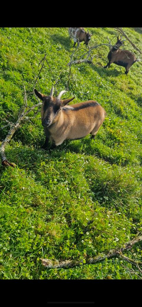 Donne trois ch&egrave;vres naines 0 73170 Yenne
