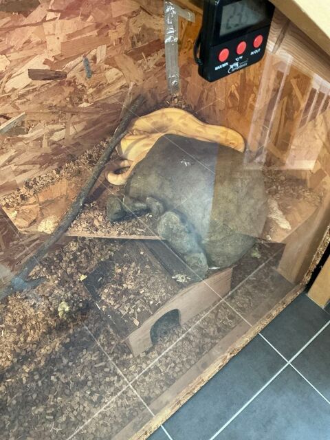 serpent + vivarium 0 44350 Saint-molf