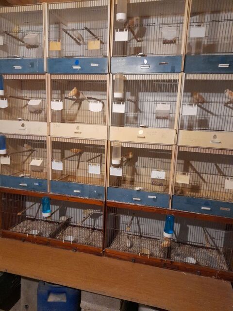 Canaris couleurs 20 55000 Salmagne