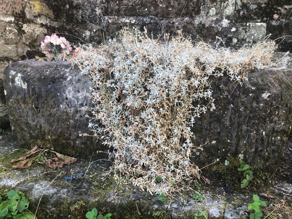 Auge en pierre Jardin