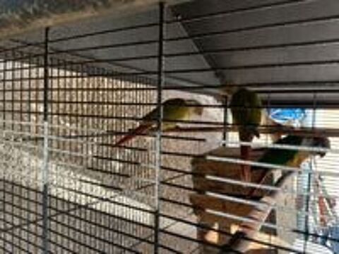   Conure Miliane  