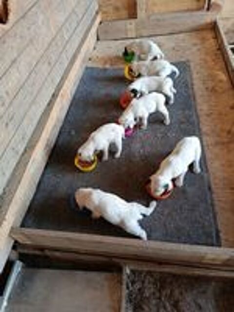   chiots setter anglais blue belton  