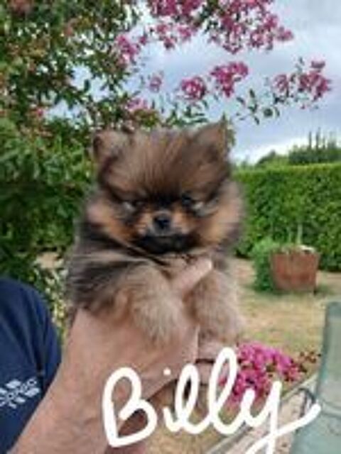   Chiots spitz 