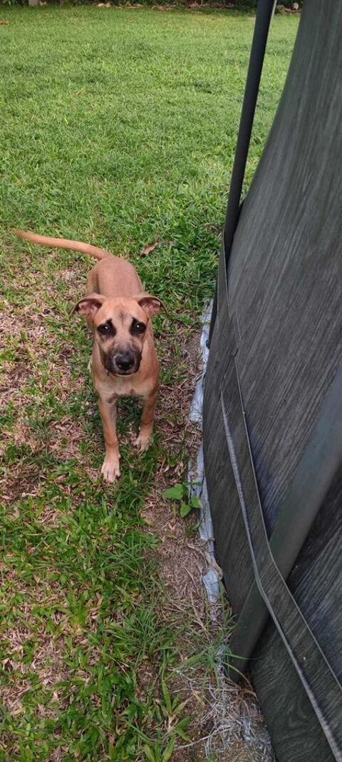 Anuka, femelle berger, née le 15/06/2025 &#128054; 380 33000 Bordeaux