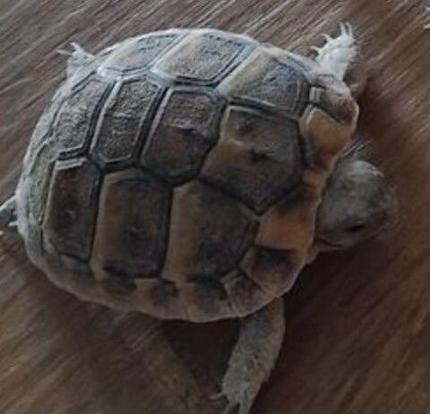 Une tortue Hermann juv&eacute;nile  50 34800 Lacoste