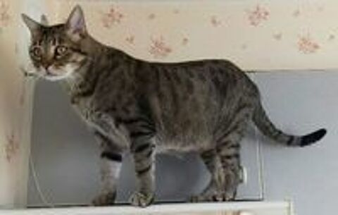 JASPE SENIOR TIGRE 11 ANS 145 92260 Fontenay-aux-roses