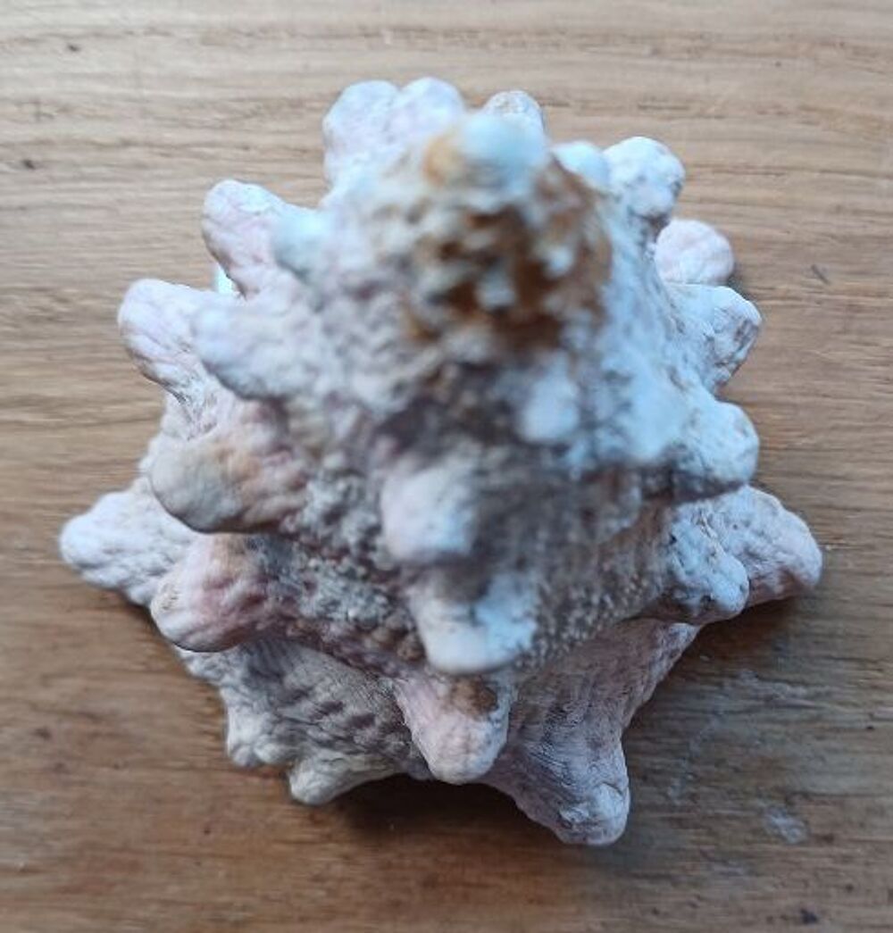 Coquillage Tectus Dentatus 