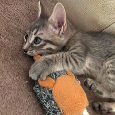   BISCOTTE** 