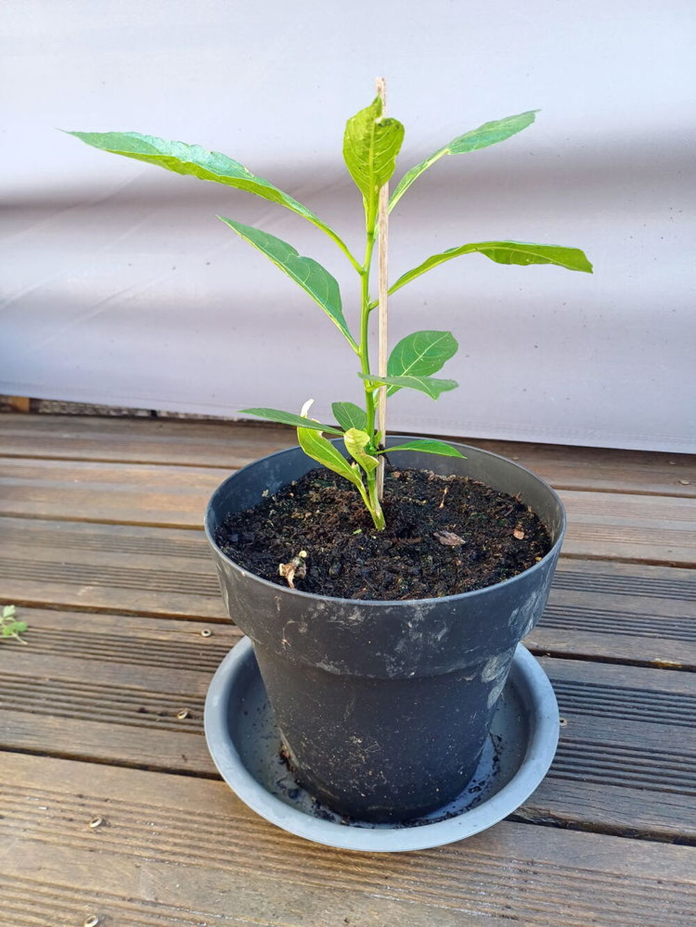 S&eacute;duisant BAOBAB hauteur 40cm Jardin