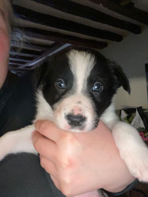 Chiot mâle border collie 1100 76550 Offranville