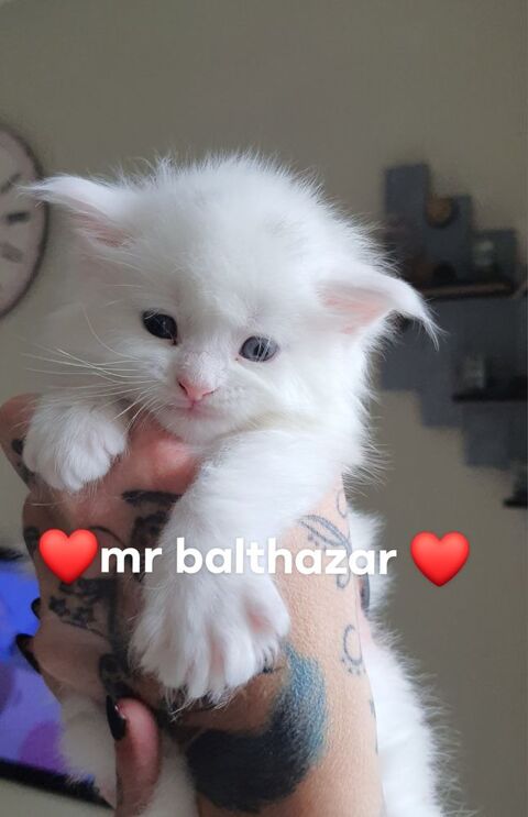 Magnifique chatons Maine Coon blanc aux yeux bleus 1000 59300 Valenciennes
