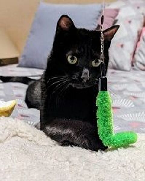 CAVIAR CHAT NOIR 2 ANS 1/2 195 92260 Fontenay-aux-roses