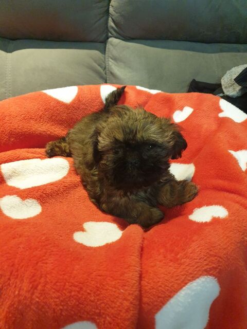 SPLENDIDES SHIH TZU M&Acirc;LES A R&Eacute;SERVER.. 680 86400 Civray