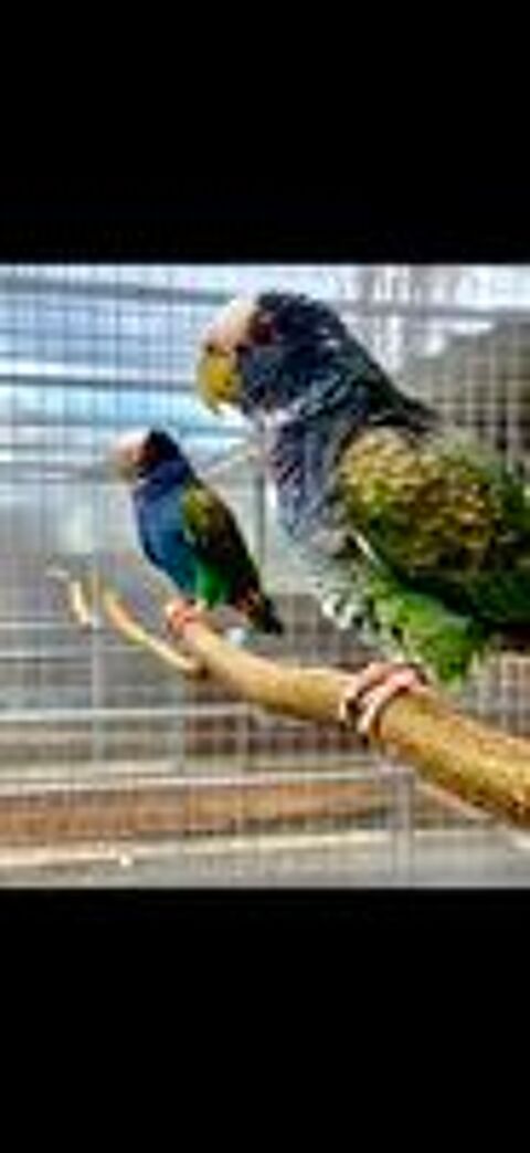   Perroquet pionus senilis  