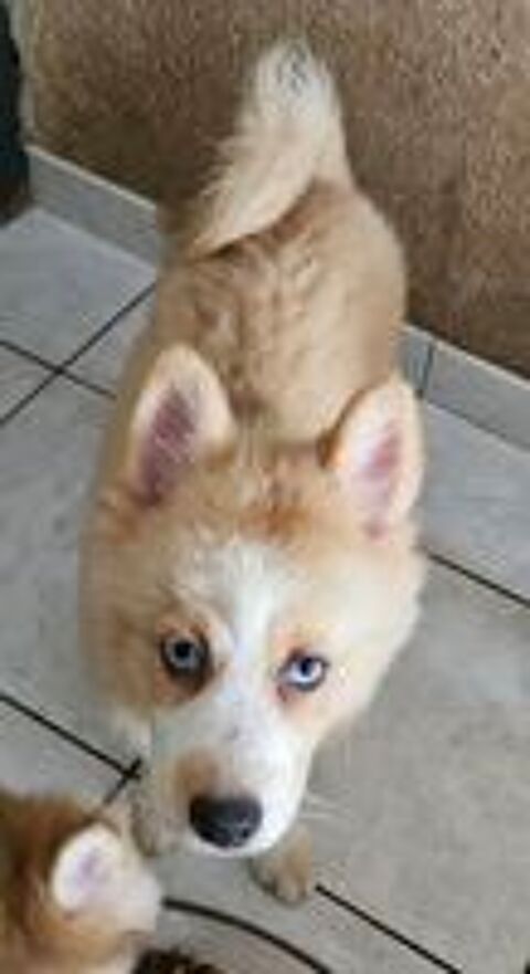   Pomsky F4  