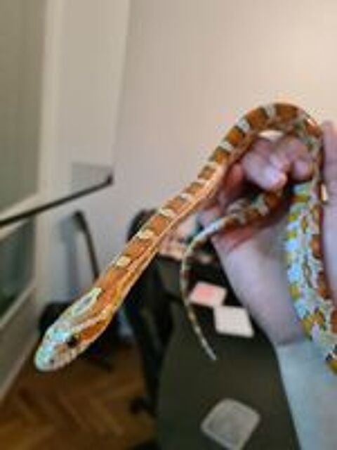   Couple reproducteur serpents des bl� sans terrarium  