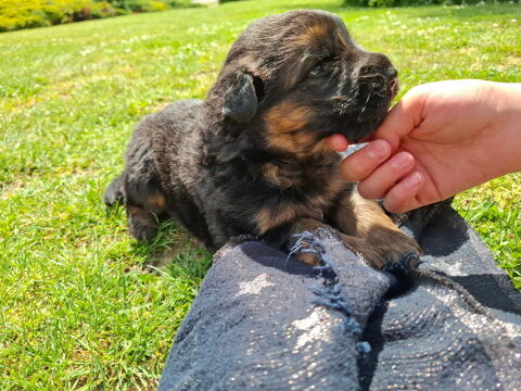 a réserver 1 chiot mâle Berger allemand pur race noir et feu 0 58170 Poil