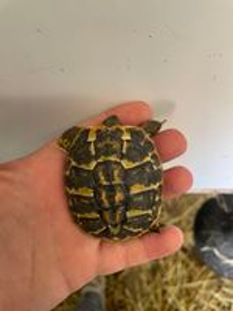   Tortue terrestre née en 2025 