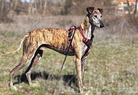 SAUCE, très beau, athlétique, grand et sans oublier affectueux Galgo 0 24140 Douville
