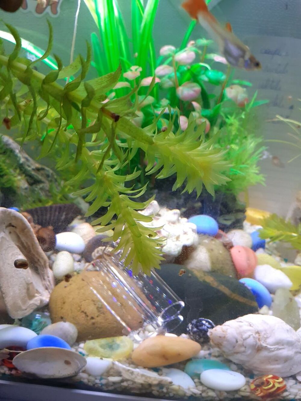   Plante d'aquarium Egeria densa 
