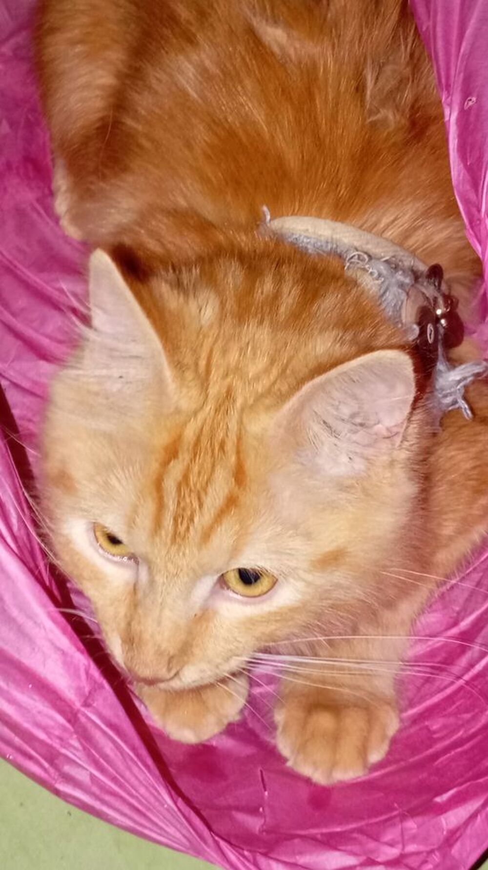   Pet sitter confirmée 