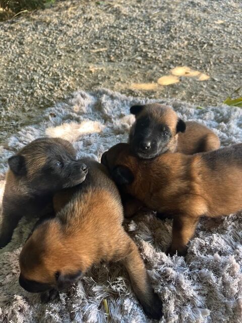 Malinois 490 30300 Beaucaire