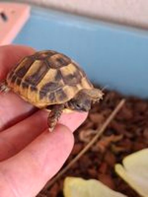   Bb tortue 