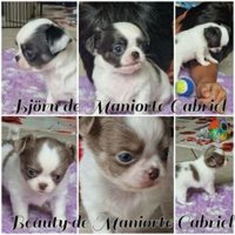   Sublimes chihuahua LOF lavante et bleu 