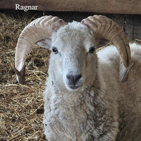 Mouton Ragnar 90 56560 Guiscriff