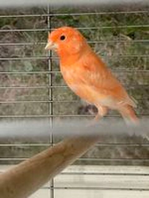   Canari 2026 