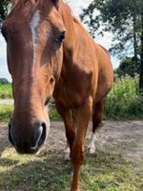   HIBIKI, superbe cheval Selle Franais PP  adopter via l'association UMA 