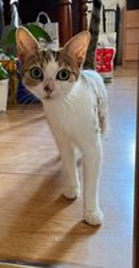   Sharone, affectueuse chatte tigrée et blanche 
