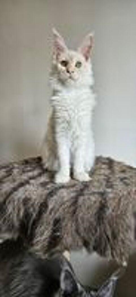   Chaton maine coon loof 