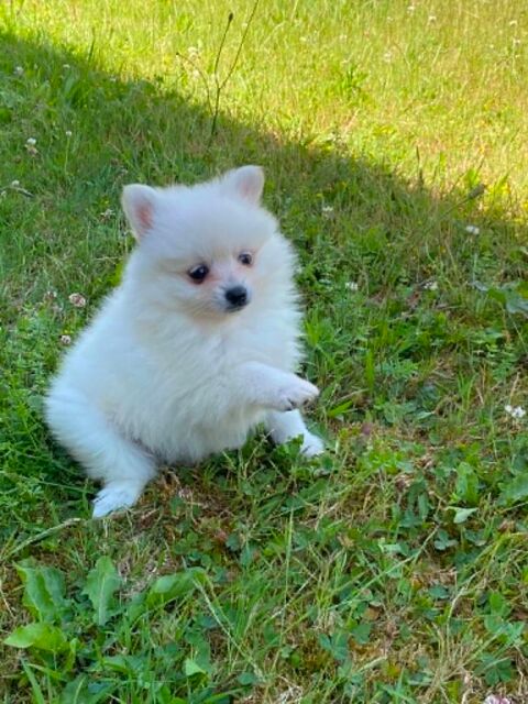 Superbes chiots spitzs M&acirc;les et femelles 990 71500 Sornay