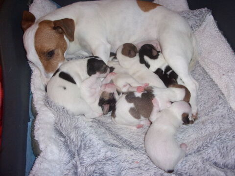 a reserver bb jack russell terrier 800 16240 Paizay-naudouin-embourie