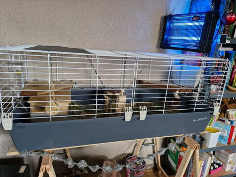 Cage a cobaye + cobaye 0 33240 Peujard