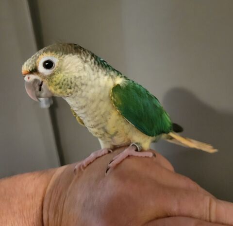 Jeunes Conures molinae élevées main 170 17170 Couron