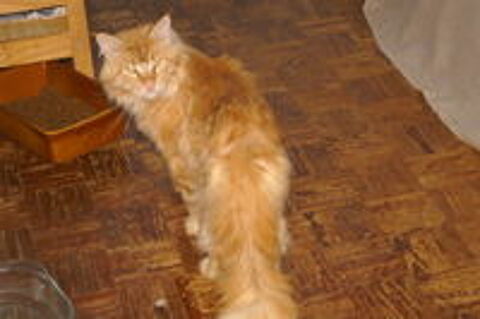   Viking, Maine Coon roux cherche un foyer 
