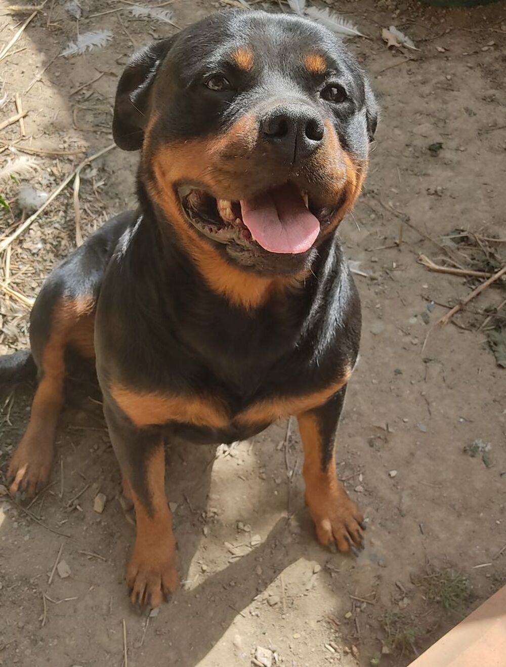   Rottweiler femelle  