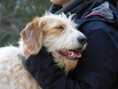   CHARCO, magnifique griffon sensible à adopter  