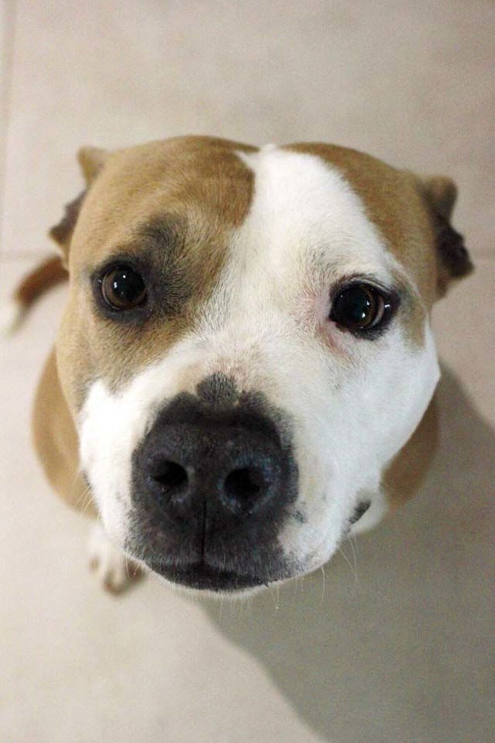   AZIA, magnifique chienne crois�e Dogue � l'adoption 