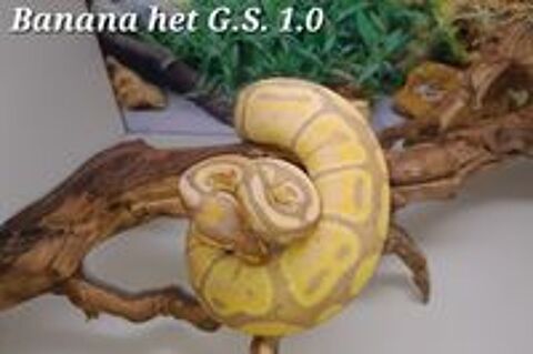   Python regius 