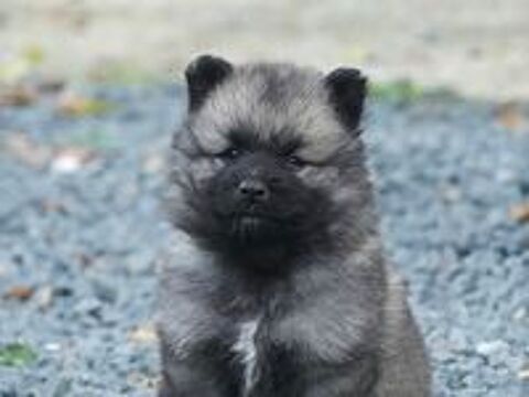   Chiots Spitz loup LOF  