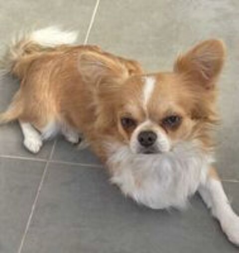   Chihuahuas merles poils longs 