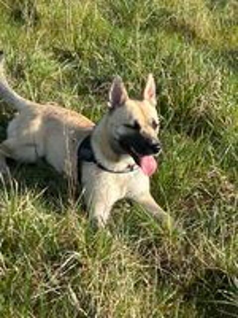   Donne chienne malinoise croiser husky 