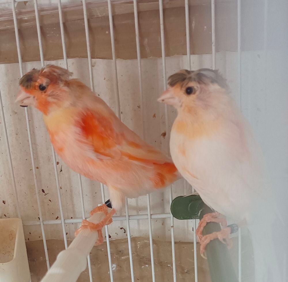   Couple huppé 77 