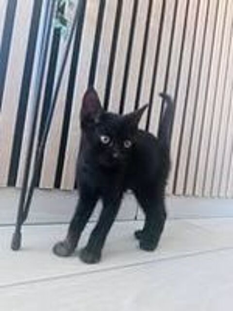   Chat FLOW à l adoption 
